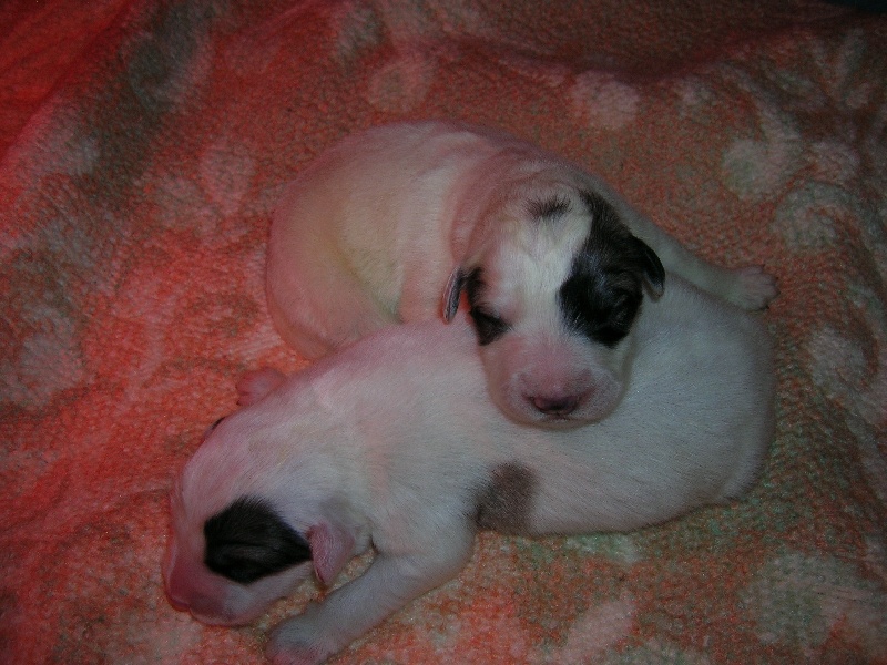 BEBES   2012